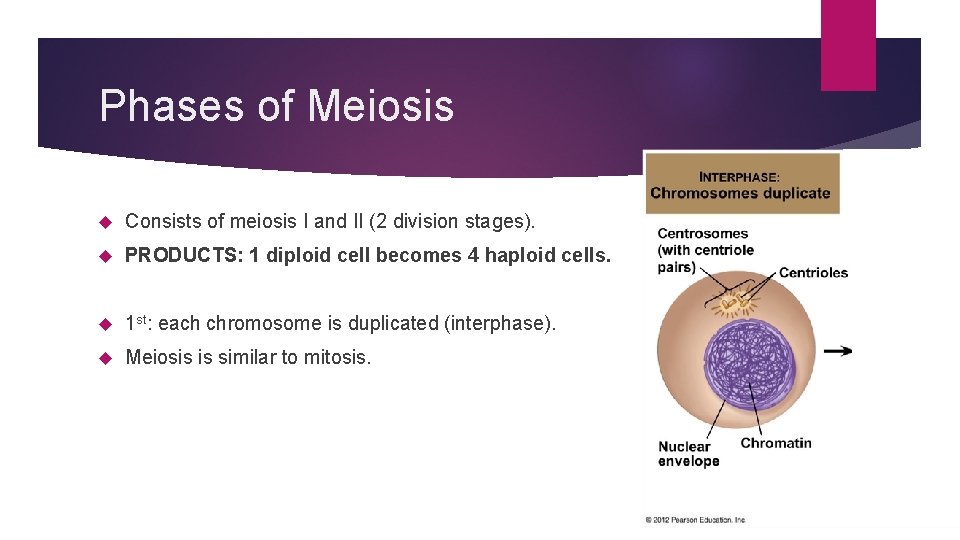 Phases of Meiosis Consists of meiosis I and II (2 division stages). PRODUCTS: 1