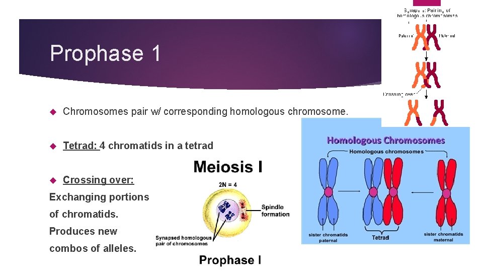Prophase 1 Chromosomes pair w/ corresponding homologous chromosome. Tetrad: 4 chromatids in a tetrad