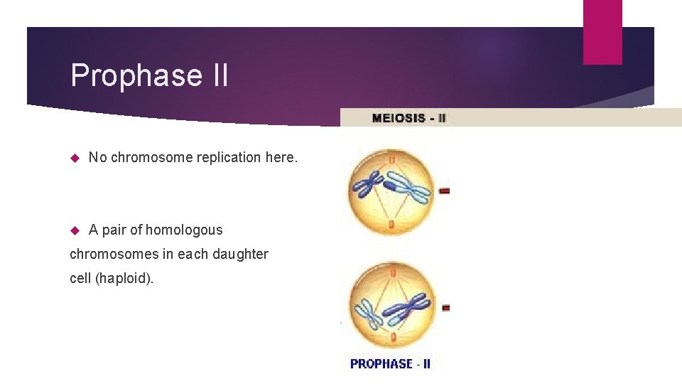 Prophase II No chromosome replication here. A pair of homologous chromosomes in each daughter