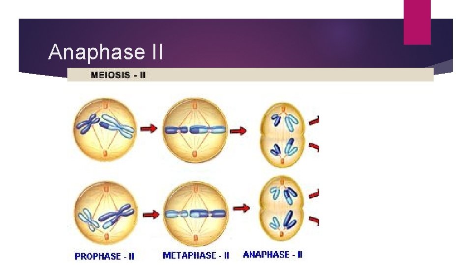 Anaphase II 