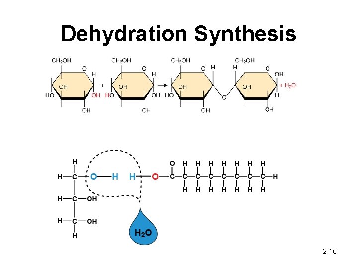 Dehydration Synthesis 2 -16 