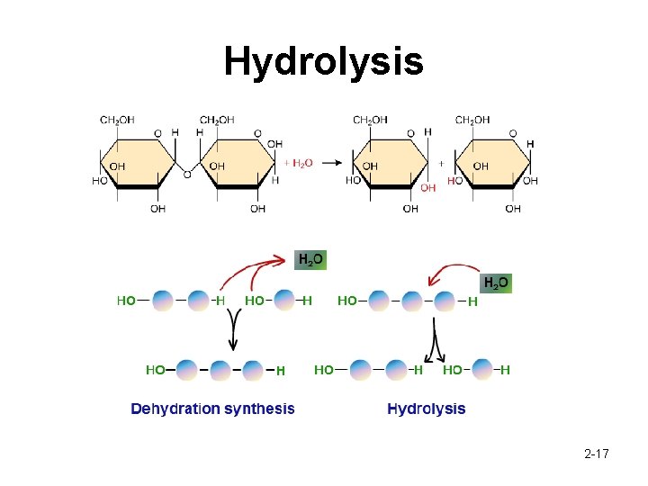 Hydrolysis 2 -17 