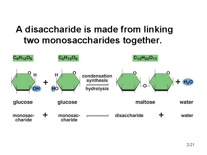 A disaccharide is made from linking two monosaccharides together. 2 -21 