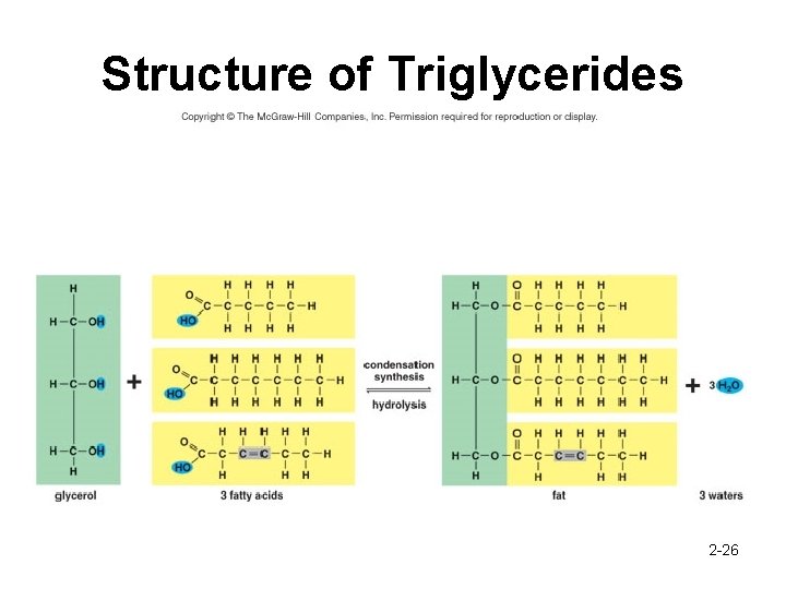 Structure of Triglycerides 2 -26 