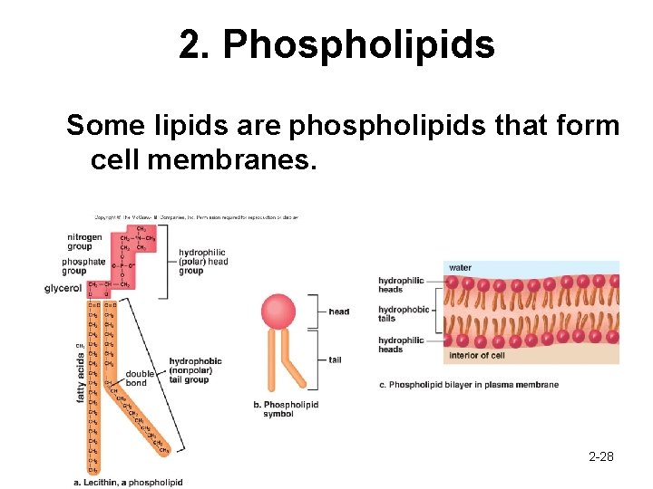 2. Phospholipids Some lipids are phospholipids that form cell membranes. 2 -28 