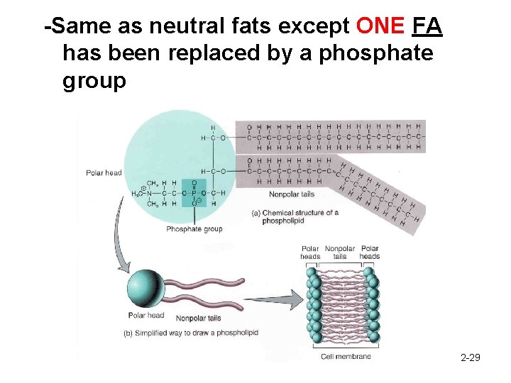 -Same as neutral fats except ONE FA has been replaced by a phosphate group