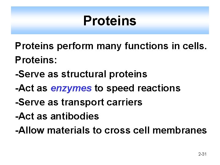 Proteins perform many functions in cells. Proteins: -Serve as structural proteins -Act as enzymes