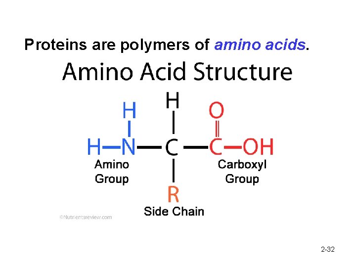 Proteins are polymers of amino acids. 2 -32 