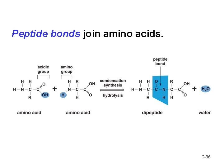 Peptide bonds join amino acids. 2 -35 