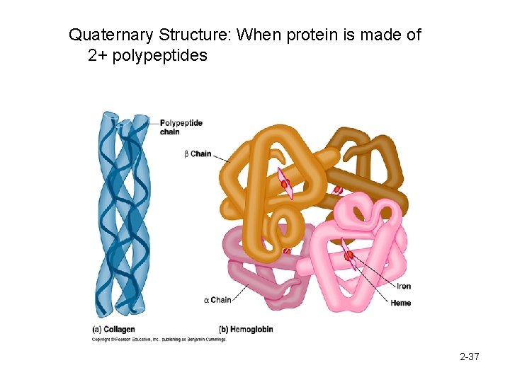 Quaternary Structure: When protein is made of 2+ polypeptides 2 -37 