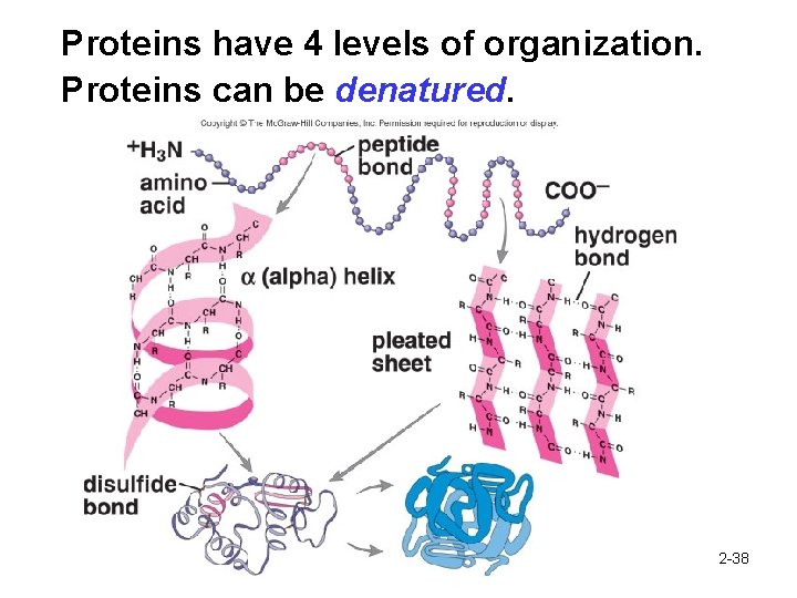 Proteins have 4 levels of organization. Proteins can be denatured. 2 -38 