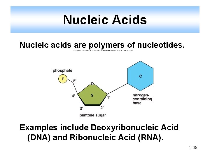 Nucleic Acids Nucleic acids are polymers of nucleotides. Examples include Deoxyribonucleic Acid (DNA) and