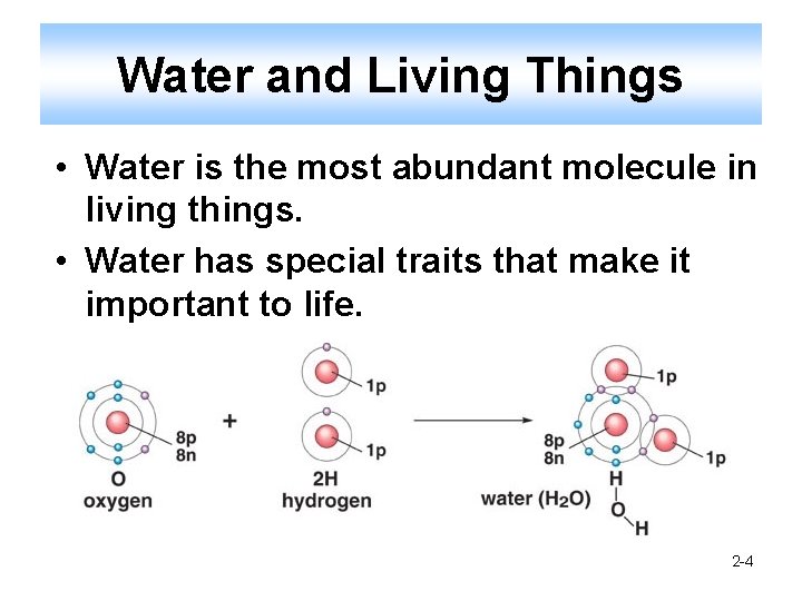Water and Living Things • Water is the most abundant molecule in living things.