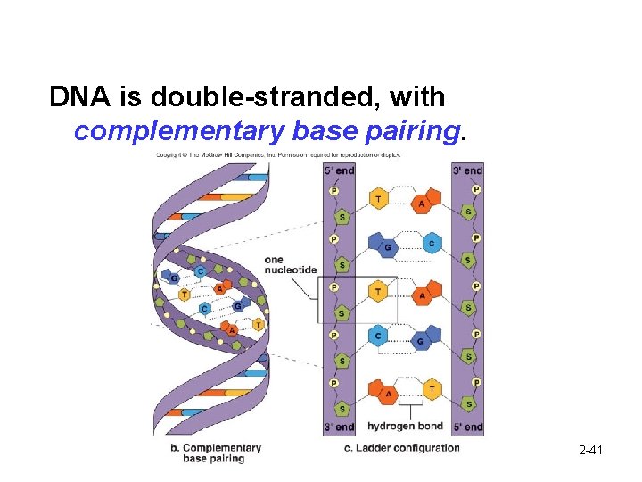 DNA is double-stranded, with complementary base pairing. 2 -41 