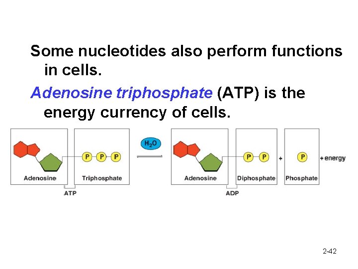 Some nucleotides also perform functions in cells. Adenosine triphosphate (ATP) is the energy currency