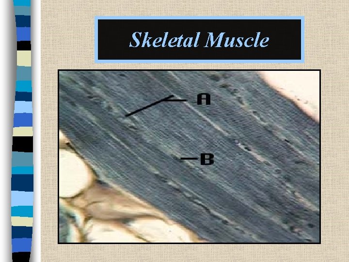 Skeletal Muscle 