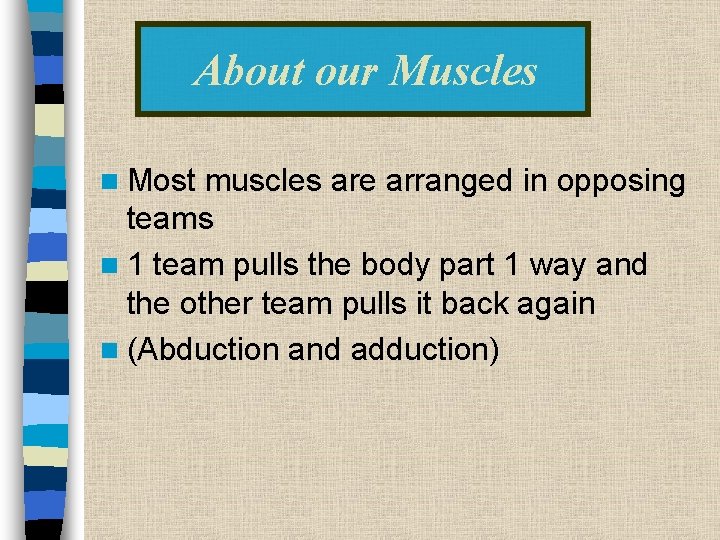 About our Muscles n Most muscles are arranged in opposing teams n 1 team