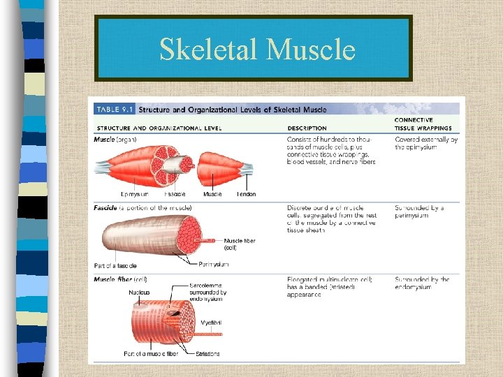 Skeletal Muscle 