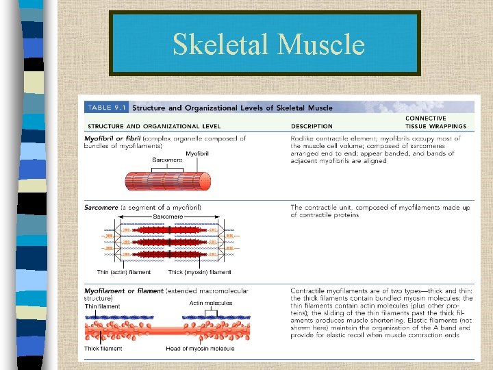 Skeletal Muscle 