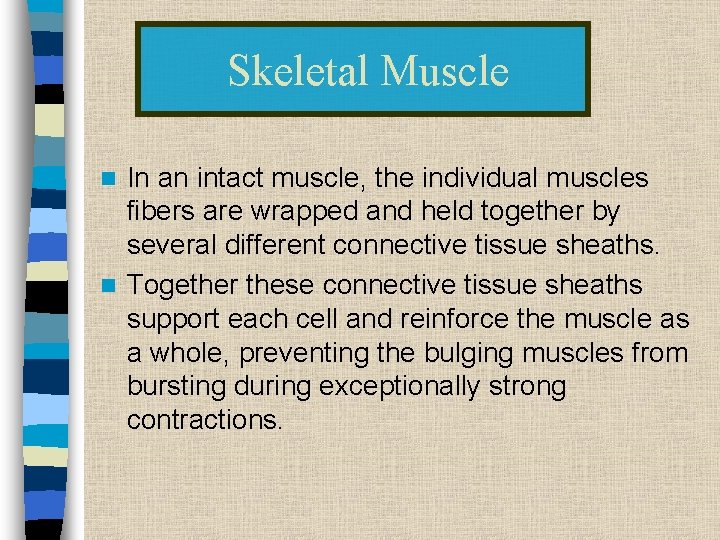 Skeletal Muscle In an intact muscle, the individual muscles fibers are wrapped and held