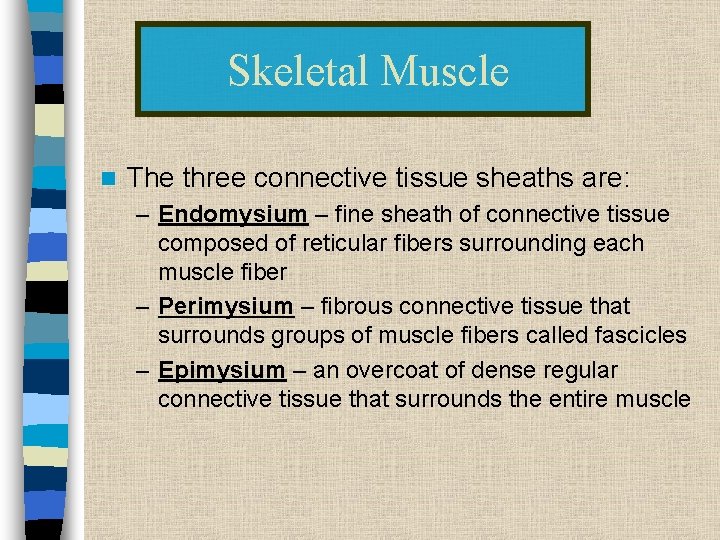 Skeletal Muscle n The three connective tissue sheaths are: – Endomysium – fine sheath