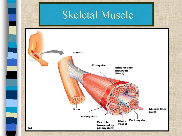 Skeletal Muscle n surrounds the entire muscle 