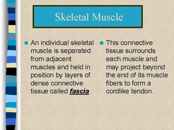 Skeletal Muscle n An individual skeletal n This connective muscle is separated tissue surrounds