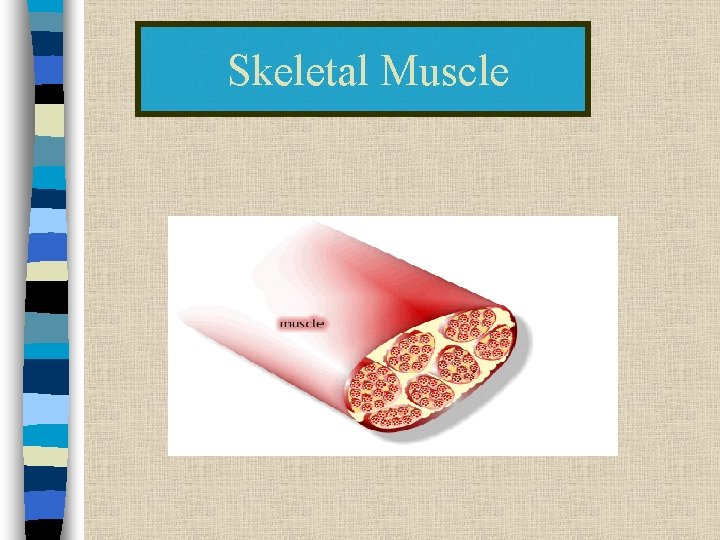 Skeletal Muscle 