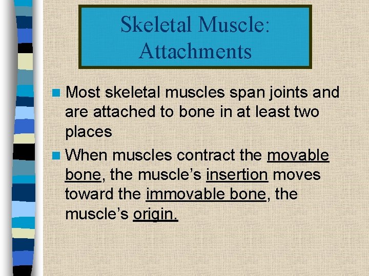 Skeletal Muscle: Attachments n Most skeletal muscles span joints and are attached to bone