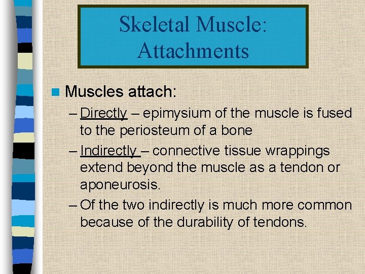 Skeletal Muscle: Attachments n Muscles attach: – Directly – epimysium of the muscle is