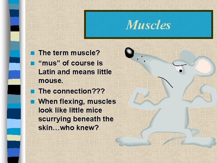 Muscles The term muscle? n “mus” of course is Latin and means little mouse.