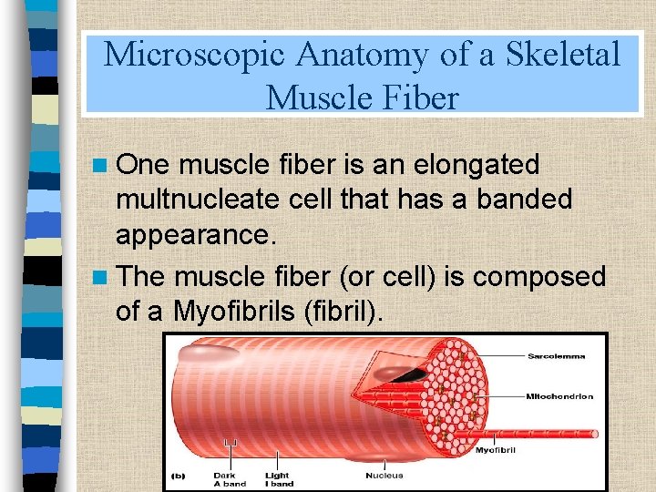 Microscopic Anatomy of a Skeletal Muscle Fiber n One muscle fiber is an elongated