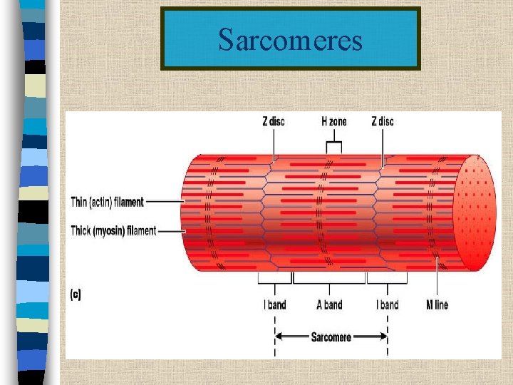 Sarcomeres 