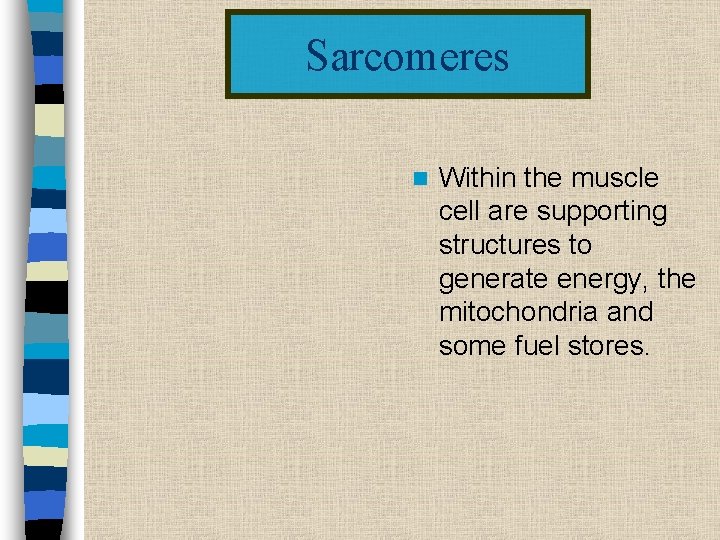 Sarcomeres n Within the muscle cell are supporting structures to generate energy, the mitochondria