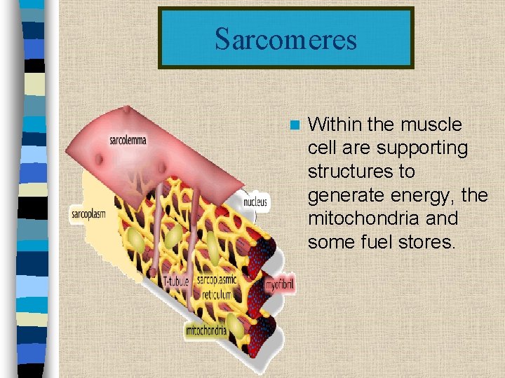 Sarcomeres n Within the muscle cell are supporting structures to generate energy, the mitochondria