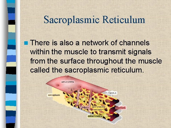 Sacroplasmic Reticulum n There is also a network of channels within the muscle to