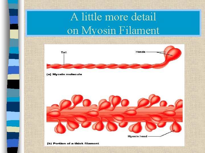A little more detail on Myosin Filament 