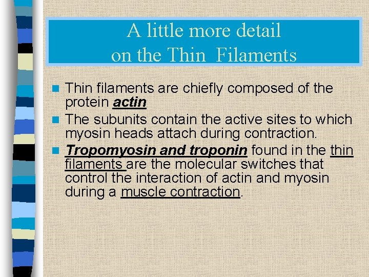 A little more detail on the Thin Filaments Thin filaments are chiefly composed of