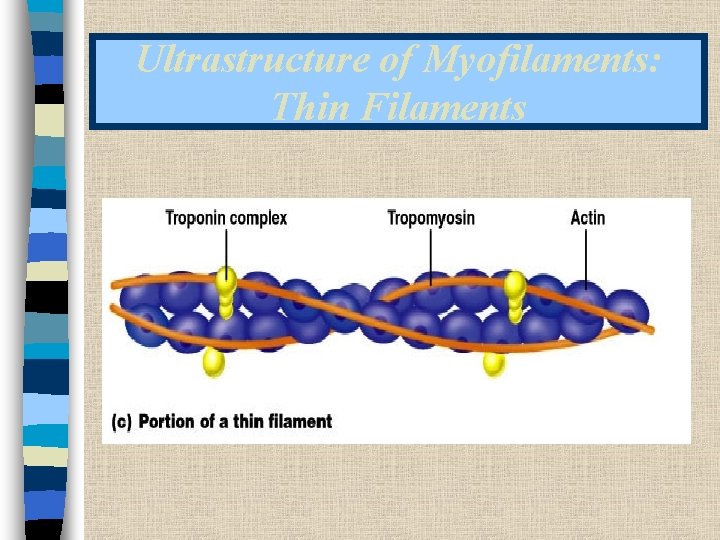 Ultrastructure of Myofilaments: Thin Filaments 