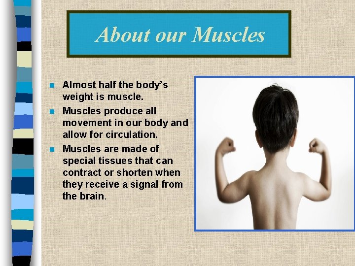 About our Muscles Almost half the body’s weight is muscle. n Muscles produce all