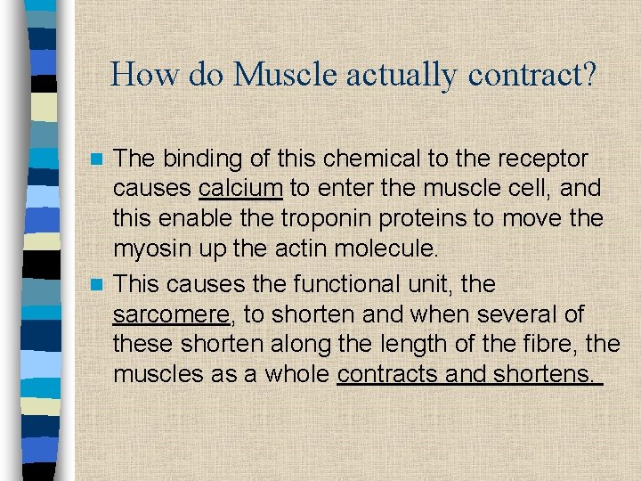 How do Muscle actually contract? The binding of this chemical to the receptor causes