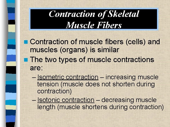 Contraction of Skeletal Muscle Fibers n Contraction of muscle fibers (cells) and muscles (organs)