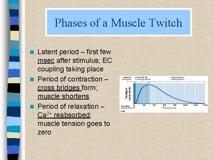 Phases of a Muscle Twitch Latent period – first few msec after stimulus; EC
