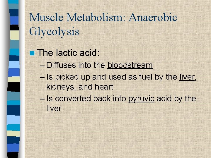 Muscle Metabolism: Anaerobic Glycolysis n The lactic acid: – Diffuses into the bloodstream –