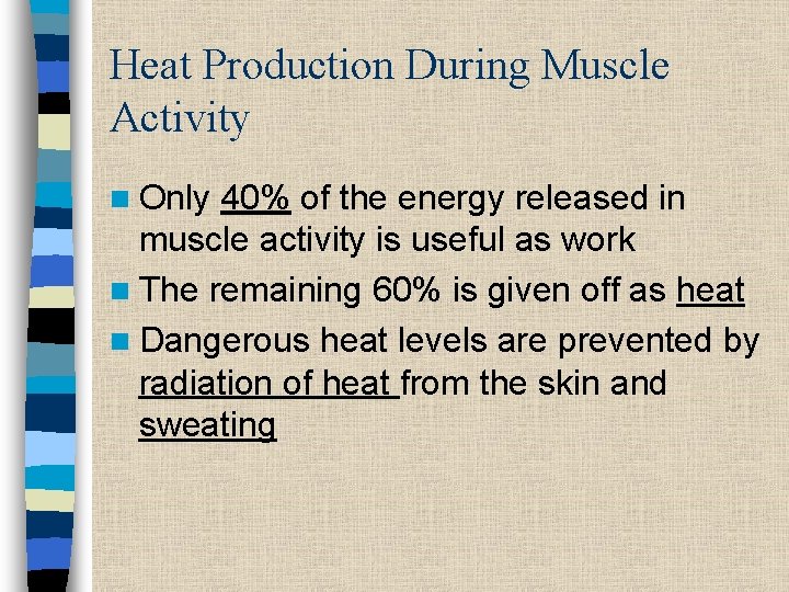 Heat Production During Muscle Activity n Only 40% of the energy released in muscle