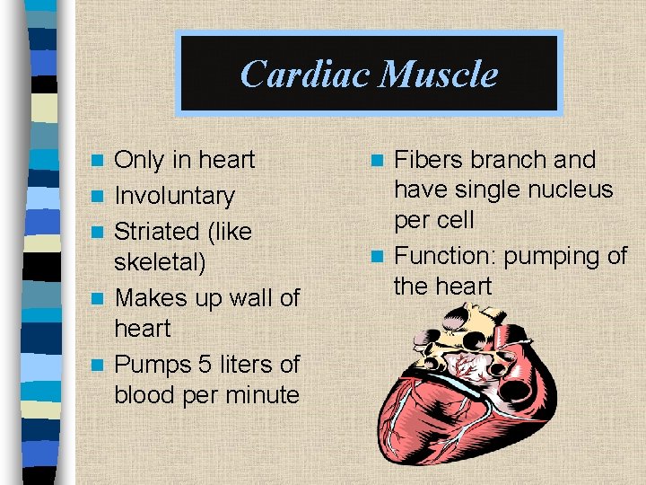 Cardiac Muscle n n n Only in heart Involuntary Striated (like skeletal) Makes up