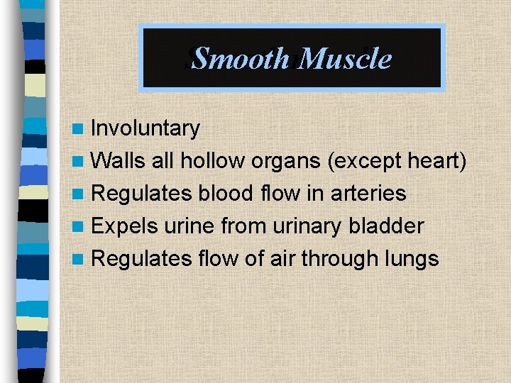 Smoothmuscle Muscle n Involuntary n Walls all hollow organs (except heart) n Regulates blood