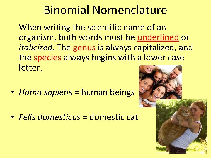 Binomial Nomenclature When writing the scientific name of an organism, both words must be Binomial Nomenclature When writing the scientific name of an organism, both words must be