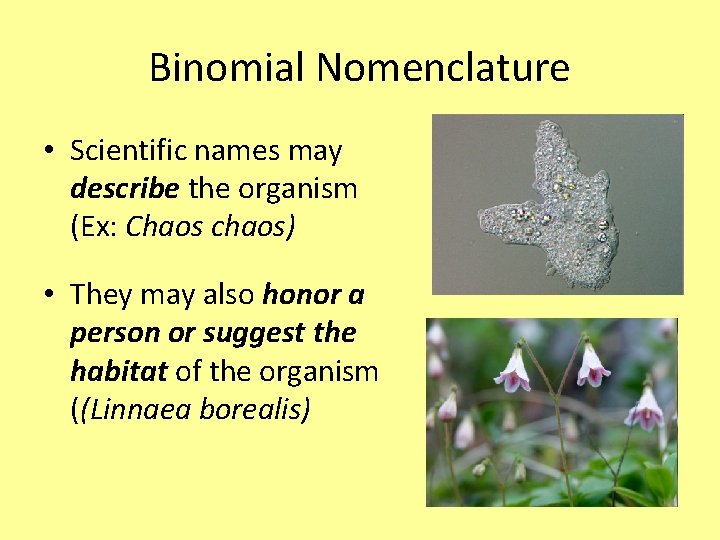 Binomial Nomenclature • Scientific names may describe the organism (Ex: Chaos chaos) • They