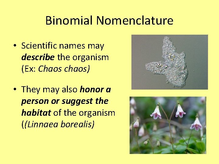 Binomial Nomenclature • Scientific names may describe the organism (Ex: Chaos chaos) • They Binomial Nomenclature • Scientific names may describe the organism (Ex: Chaos chaos) • They
